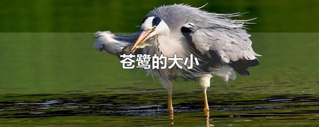 苍鹭的大小