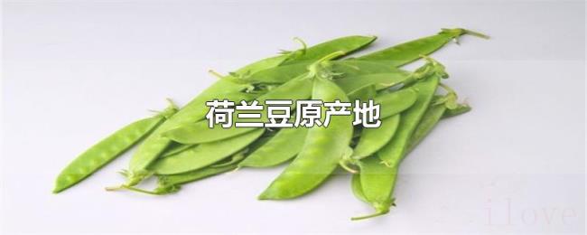 荷兰豆原产地