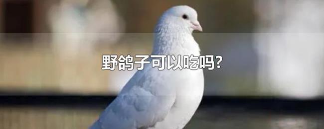 野鸽子可以吃吗?