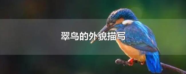 翠鸟的外貌描写