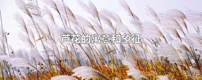 芦花的寓意和象征 芦花的寓意和象征