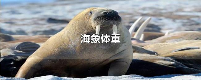 海象体重