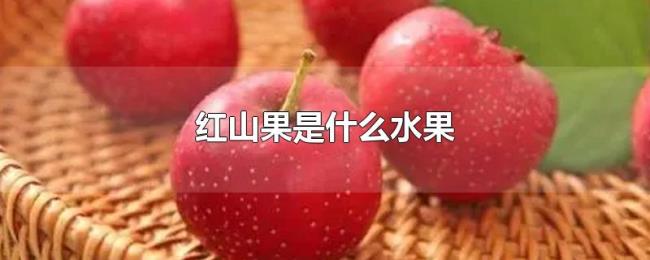 红山果是什么水果