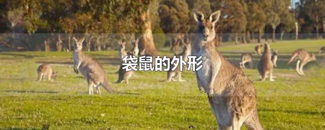 袋鼠的外形