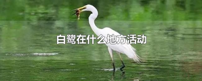 白鹭在什么地方活动