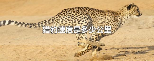 猎豹速度是多少公里 猎豹速度是多少公里