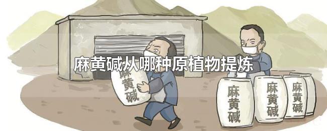 麻黄碱从哪种原植物提炼