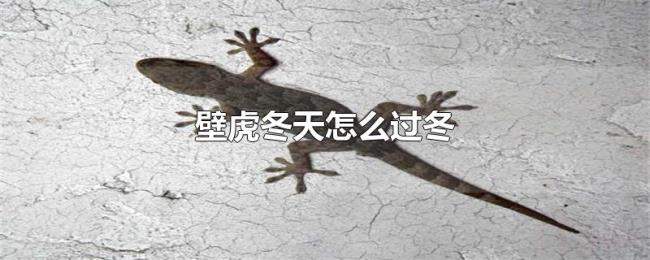 壁虎冬天怎么过冬 壁虎冬天怎么过冬