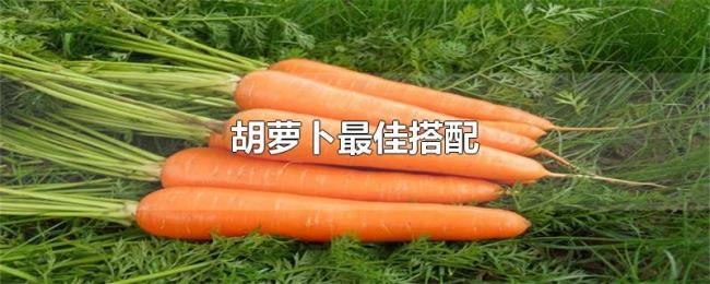 胡萝卜最佳搭配 胡萝卜最佳搭配