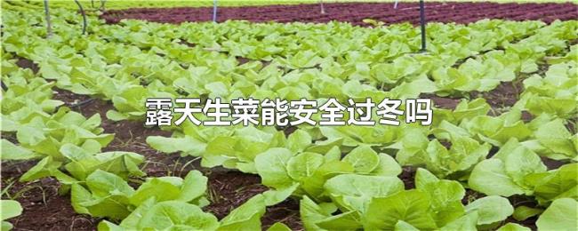 露天生菜能安全过冬吗