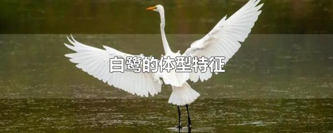 白鹭的体型特征 白鹭的体型特征