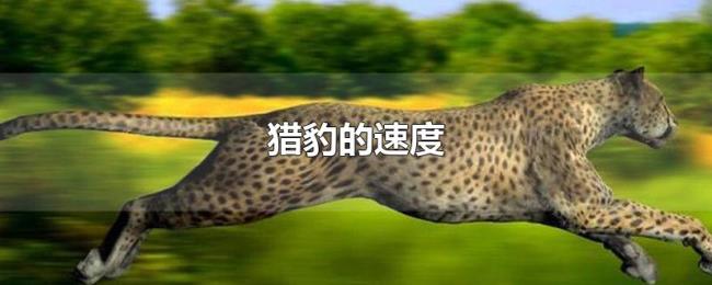 猎豹的速度