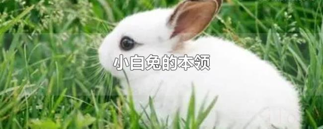 小白兔的本领