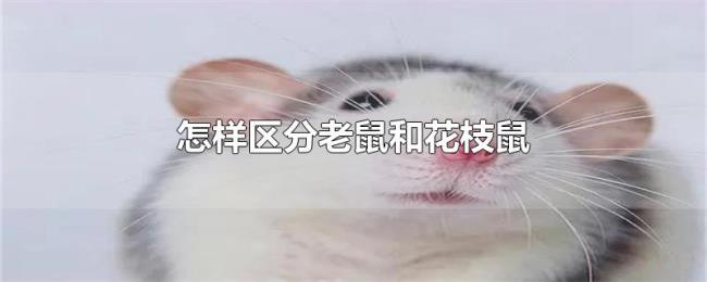 怎样区分老鼠和花枝鼠