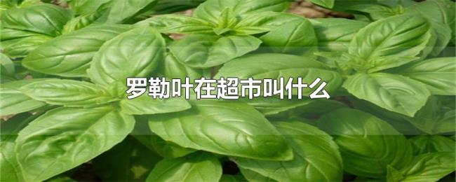 罗勒叶在超市叫什么