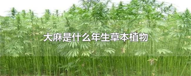 大麻是什么年生草本植物