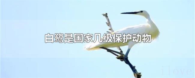 白鹭是国家几级保护动物