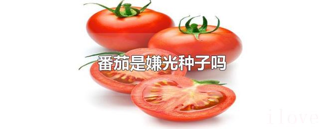 番茄是嫌光种子吗 番茄是嫌光种子吗