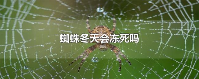蜘蛛冬天会冻死吗 蜘蛛冬天会冻死吗