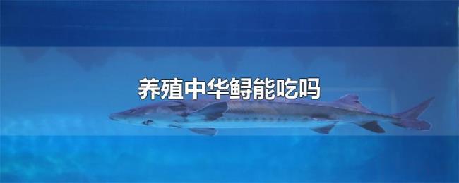 养殖中华鲟能吃吗 养殖中华鲟能吃吗