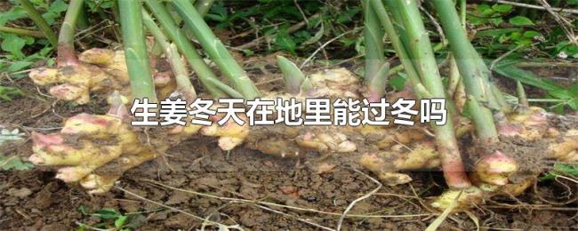 生姜冬天在地里能过冬吗