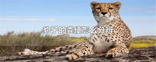 豹子的粪便怎么分辨