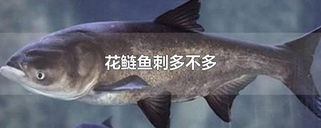 花鲢鱼刺多不多 花鲢鱼刺多不多