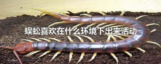 蜈蚣喜欢在什么环境下出来活动