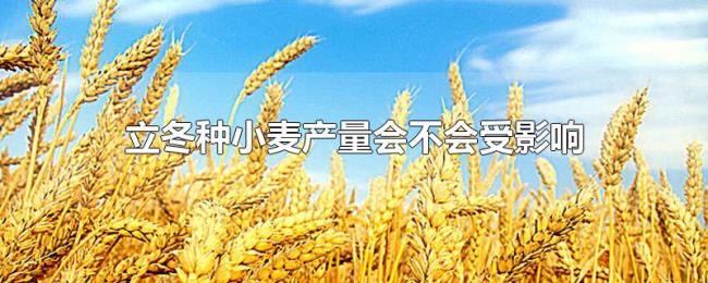 立冬种小麦产量会不会受影响