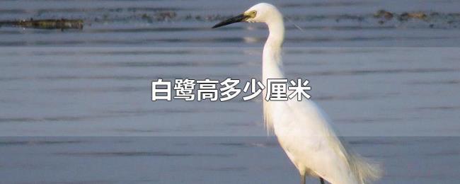 白鹭高多少厘米