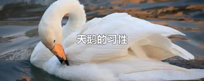 天鹅的习性