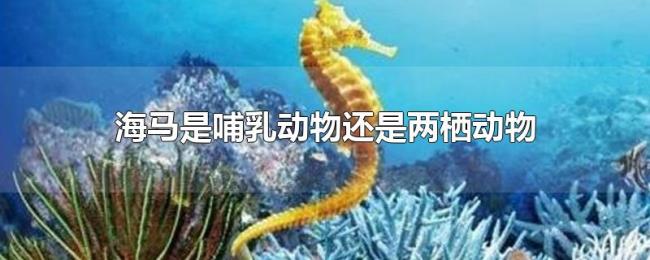 海马是哺乳动物还是两栖动物 海马是哺乳动物还是两栖动物
