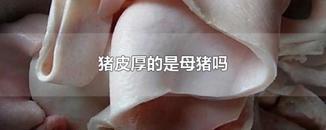猪皮厚的是母猪吗 猪皮厚的是母猪吗