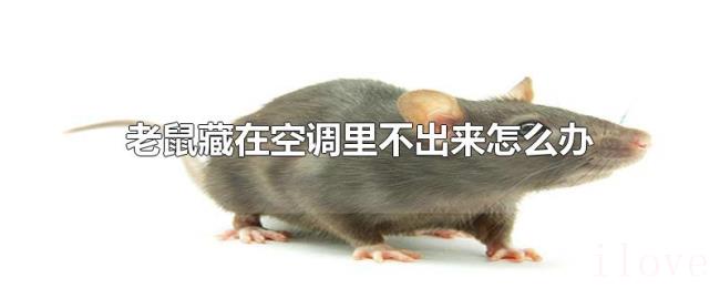 老鼠藏在空调里不出来怎么办