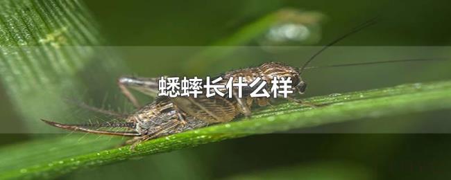 蟋蟀长什么样