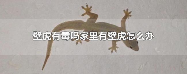 壁虎有毒吗家里有壁虎怎么办 壁虎有毒吗家里有壁虎怎么办