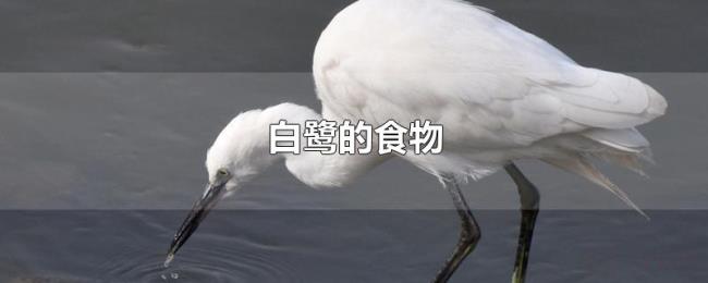 白鹭的食物