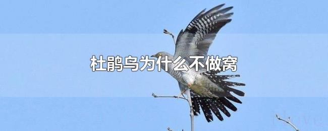 杜鹃鸟为什么不做窝 杜鹃鸟为什么不做窝