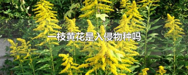 一枝黄花是入侵物种吗