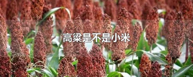 高粱是不是小米