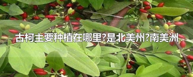 古柯主要种植在哪里?是北美州?南美洲