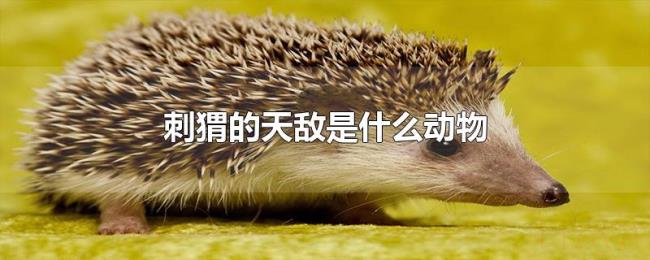 刺猬的天敌是什么动物 刺猬的天敌是什么动物
