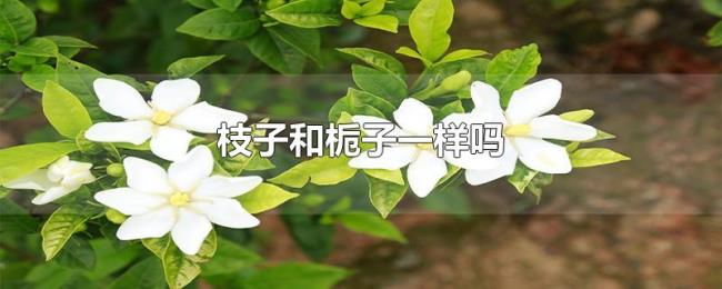 枝子和栀子一样吗