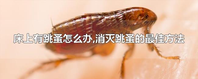 床上有跳蚤怎么办,消灭跳蚤的最佳方法