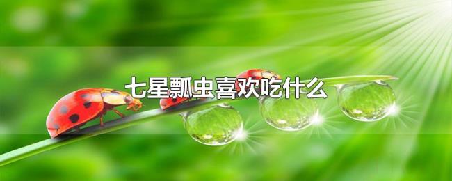七星瓢虫喜欢吃什么