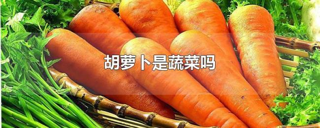 胡萝卜是蔬菜吗