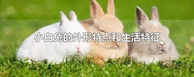 小白兔的外形特点和生活特征