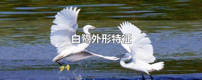 白鹭外形特征