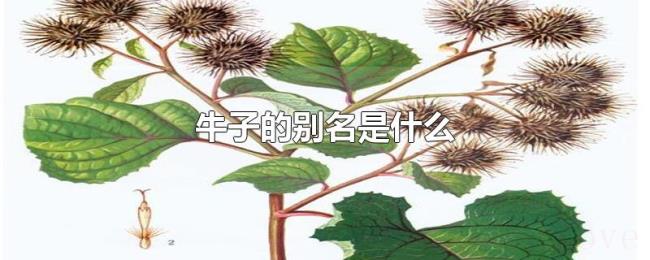 牛子的别名是什么 牛子的别名是什么