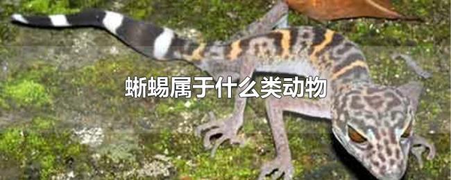 蜥蜴属于什么类动物
